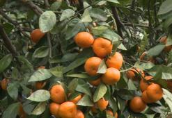 Rize mandalinasının 9 çeşidi tescillendi