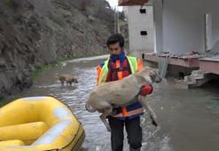 Yusufeli’nde baraj suyu altında kalan binalarda mahsur kalan 'can dostlar' botla kurtarıldı