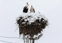 Leyleklere kar sürprizi
