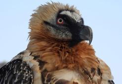 Bitkin bulunan sakallı akbaba, tedavisinin ardından doğaya bırakıldı