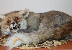 Türkiye memelilerinin yüzde 70’i bu koleksiyonda