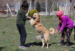 Şiddet uyguladıkları köpekler, şimdi en yakın dostları