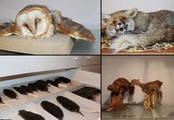 Türkiye memelilerinin yüzde 70’i bu koleksiyonda