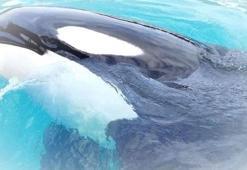 50 yıldan fazla esaret altında olan katil balina Lolita, serbest kalacak