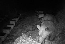 Arı kovanlarını parçalayan ayı, fotokapanla görüntülendi