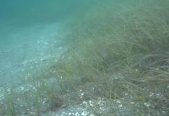 Prof. Dr. Mustafa Sarı: Bu kuraklık şartlarında yeni bir müsilaj oluşabilir