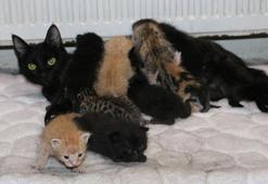 Deprem bölgesinden getirilen yavru kedilere, 'sütanne' oldu