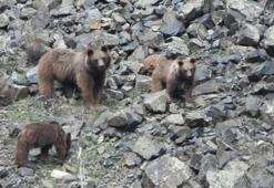 Kış uykusundan uyanan bozayı ile 2 yavrusunun yiyecek telaşı kamerada