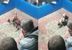Hayvanları koruma derneğine horoz dövüşü baskını
