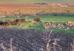 Diyarbakır’da tarlaya giren domuz sürüsü kamerada