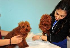 Türkiye'ye kaçak getirilen köpeklere el konuldu, HAYTAP tarafından tedavisi üstlenildi