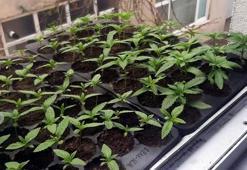 Evinin balkonunda Hint keneviri yetiştiren şüpheliye gözaltı