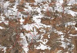 Yaban domuzu sürüsü dronla görüntülendi