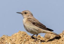 Kuş göçünde 3 günde 130 tür görüntülendi