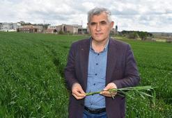 Prof. Dr. Kaya: Bitkileri besin maddesi vereceğiz diye zehirliyoruz