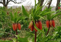Ters laleler açtı; koparmanın cezası 244 bin TL