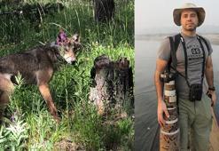 İnsan- kurt çatışması artıyor; kaybeden kurtlar oluyor