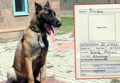 AFAD'ın da bir 'Proteo'su var