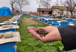 Bursa'da toplu arı ölümleri
