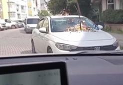 Güngören'de hatalı parka çöp cezası