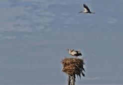 5 bin kilometre kanat çırpan leylekleri kuraklık karşılıyor