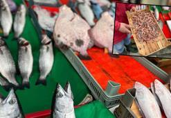 Marmara Denizi'nde balık türü azalıyor