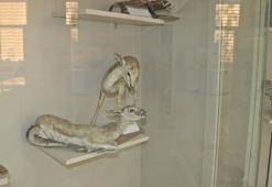 Atıktan ölen hayvanların da sergilendiği müzenin sorumlusundan piknik uyarısı