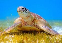 Deniz kaplumbağaları kabukları için avlanıyor ve kaçırılıyor
