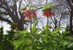 Köylülerin ters lale nöbeti