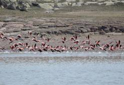 Flamingolar, Tuz Gölü'ne kuluçkaya geldi