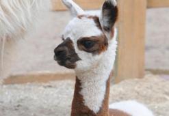 Erken doğan alpakaya anketle isim aranıyor