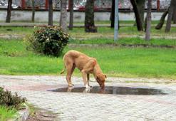 Havsa'da kaybolan sokak köpekleri için hayvanseverlerden suç duyurusu