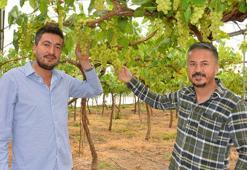 Turfanda üzüm hasadı örtü altında başladı; iç piyasaya 500, dış piyasaya bin TL