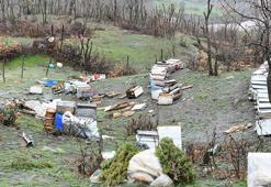 Aç kalan ayı köye inerek 34 keçi ve oğlağı öldürdü, arı kovanlarını parçaladı