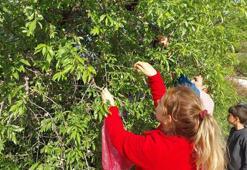 Dolu ve donun vurduğu çağla, dalında kaldı