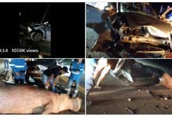 Escobar’ın su aygırlarından biri trafik kazasında öldü