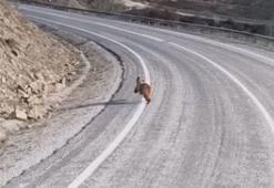 Ayı yavrusu, köy yolunda cep telefonu ile görüntülendi