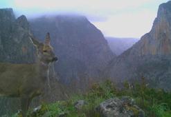 Küre Dağları Milli Parkı'ndaki yaban hayatı fotokapanla görüntülendi