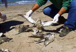 Kuşadası Sahili'nde 24 yelkovan kuşu ölü bulundu