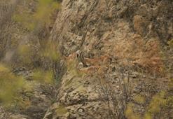 Yaban keçileri sürü halinde görüntülendi, profesör sevindi