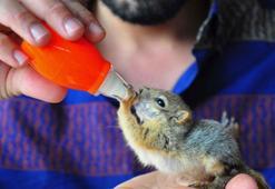 Bulduğu yavru sincabı biberonla besliyor