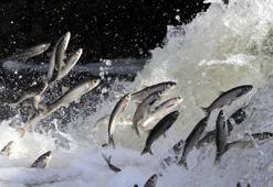 Deliçay'daki su seviyesi inci kefali göçü için yeterli seviyeye ulaştı