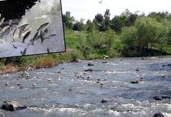 Deliçay'daki su seviyesi inci kefali göçü için yeterli seviyeye ulaştı