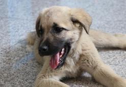 Deprem bölgesinde bulunup 'Proteo' adı verilen köpek, TBB'nin yeni bekçisi