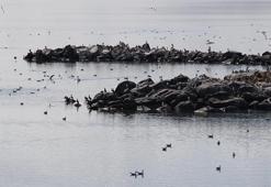 Buzları eriyen Çıldır Gölü, kuş cennetine döndü