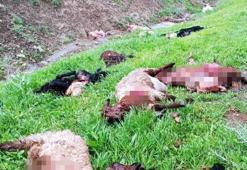 Şırnak’ta kurtlar 30 koyunu öldürdü