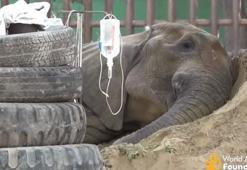 Uluslararası bir operasyonla ameliyat edilen Noor Jehan adlı fil öldü