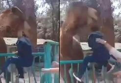 Denizli'de devenin, çocuğu ısırdığı anlar kamerada
