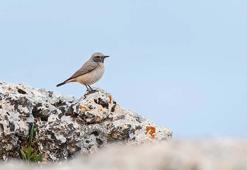 Kızılca kuyrukkakan, Mardin'de ilk kez objektife yakalandı