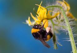 Laboratuvarda seralar için 'bombus arısı' üretildi